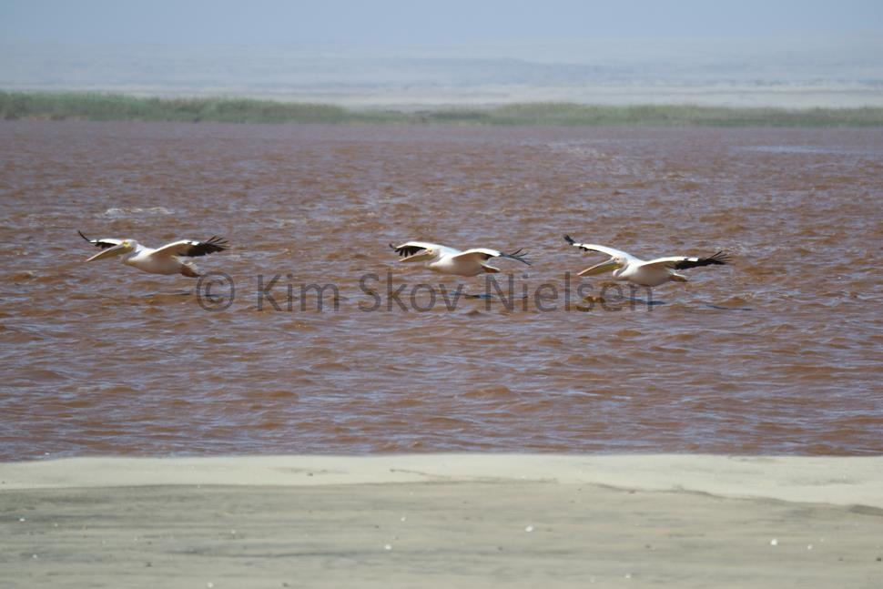 Kunene river pelicans